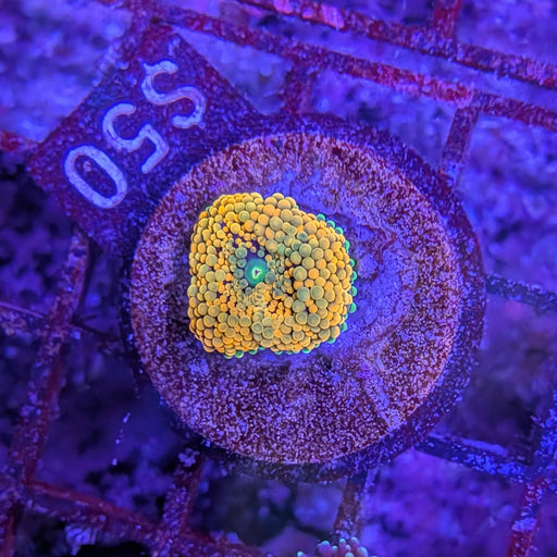 Orange Ricordea Mushroom