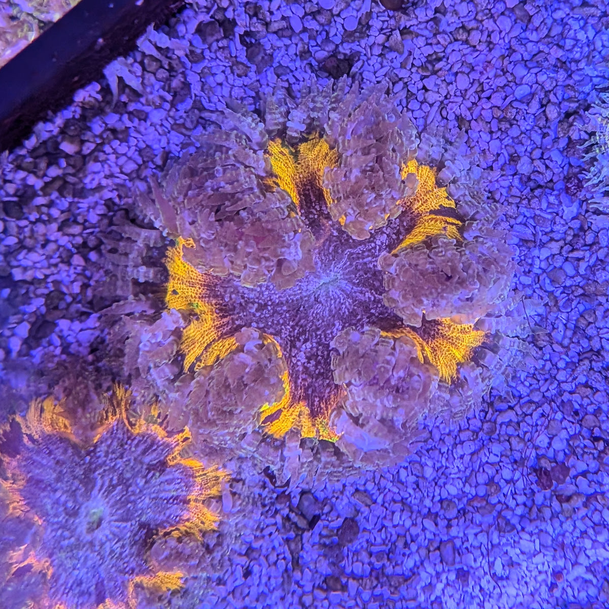 Orange Rock Flower Anemone