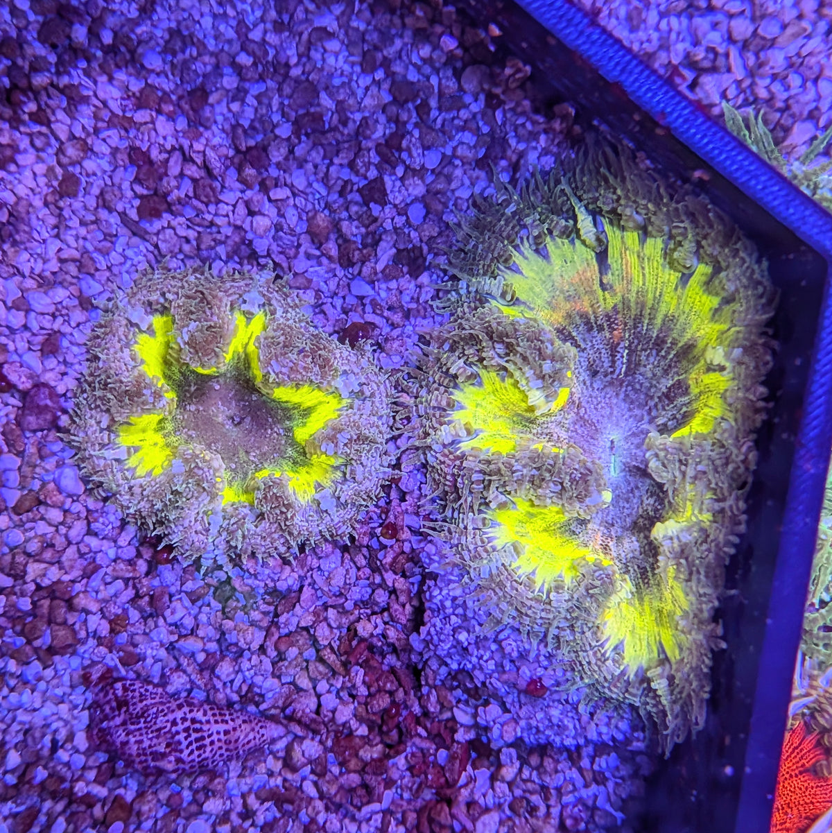 Yellow Rock Flower Anemone