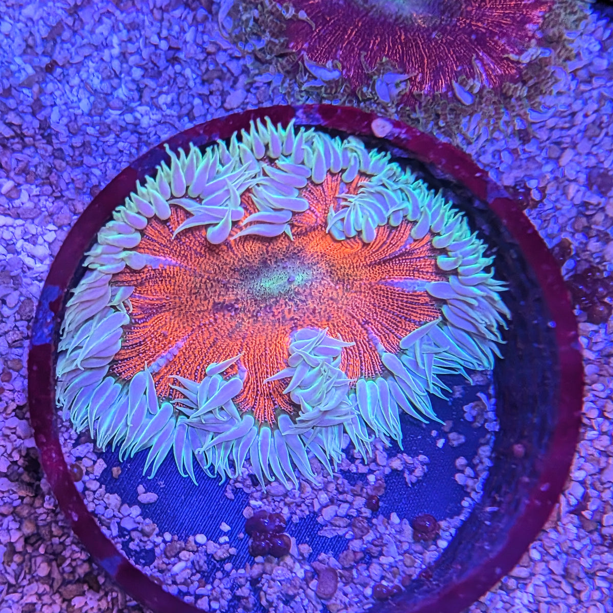 Metallic Rock Flower Anemone