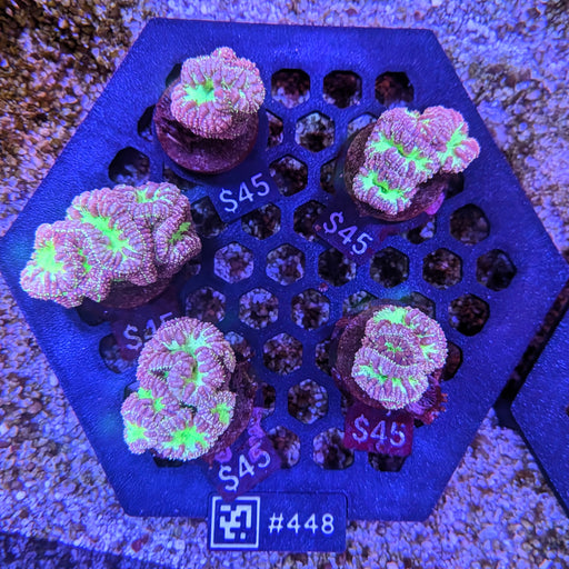 Purple Blasto Frag 448
