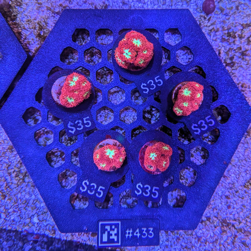 Red Blasto Frag 433