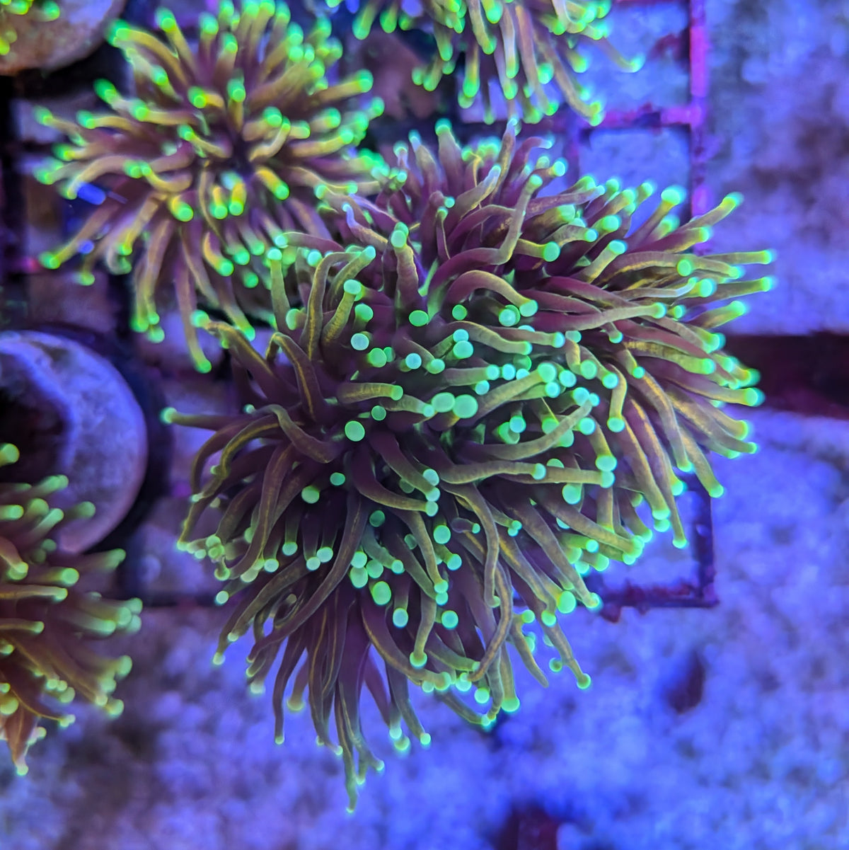Dragon Soul Torch Frag