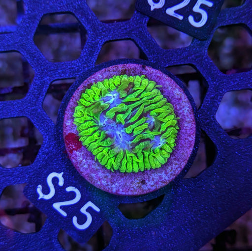 Green Lithophyllon Frag