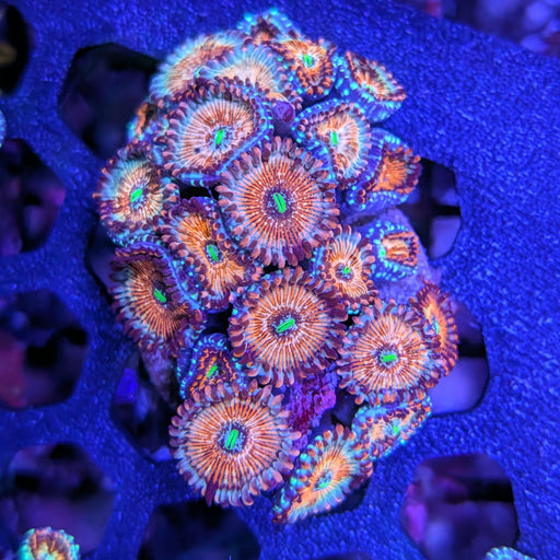 White Zombie Zoa Big Frag