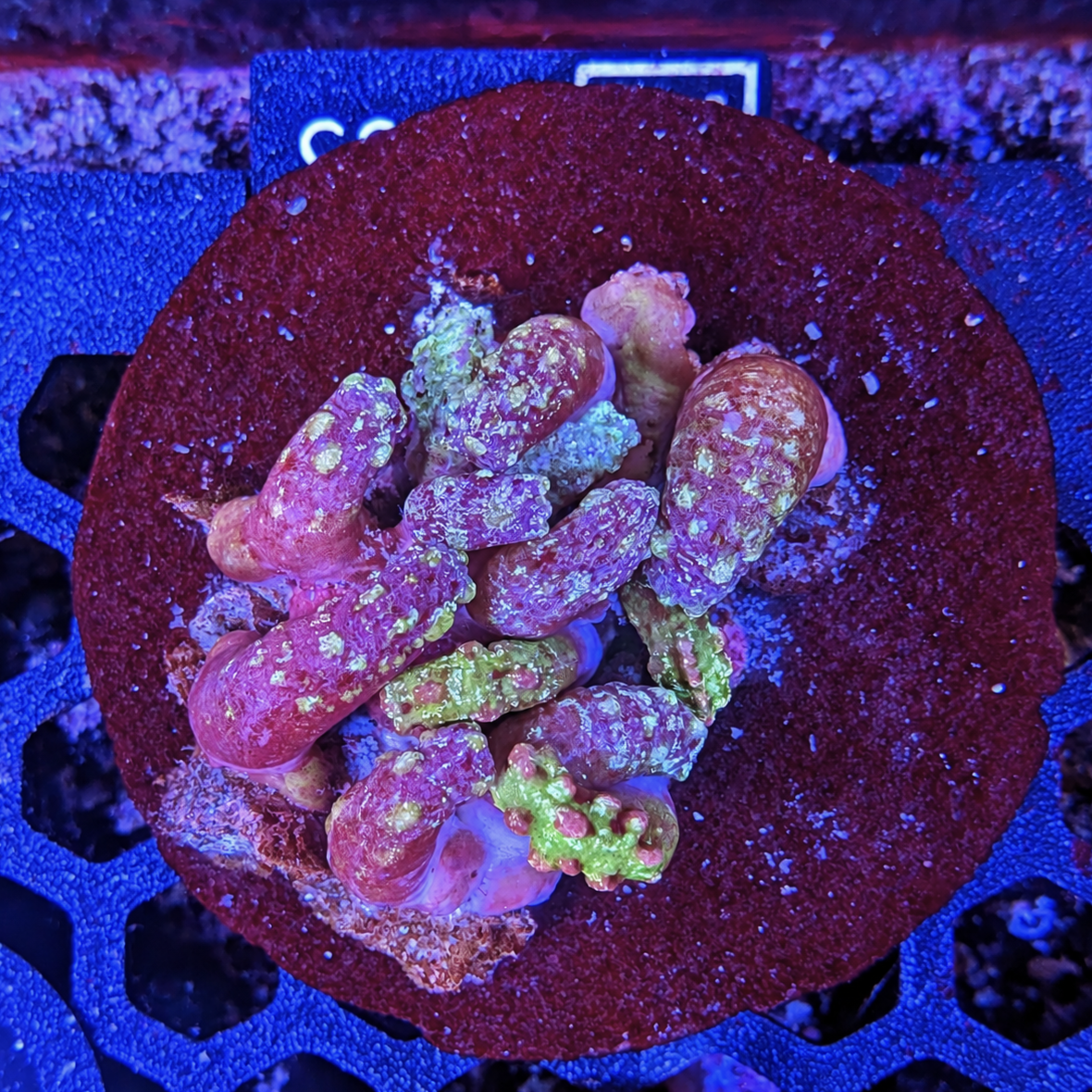 Blue Snake Polyp Colony