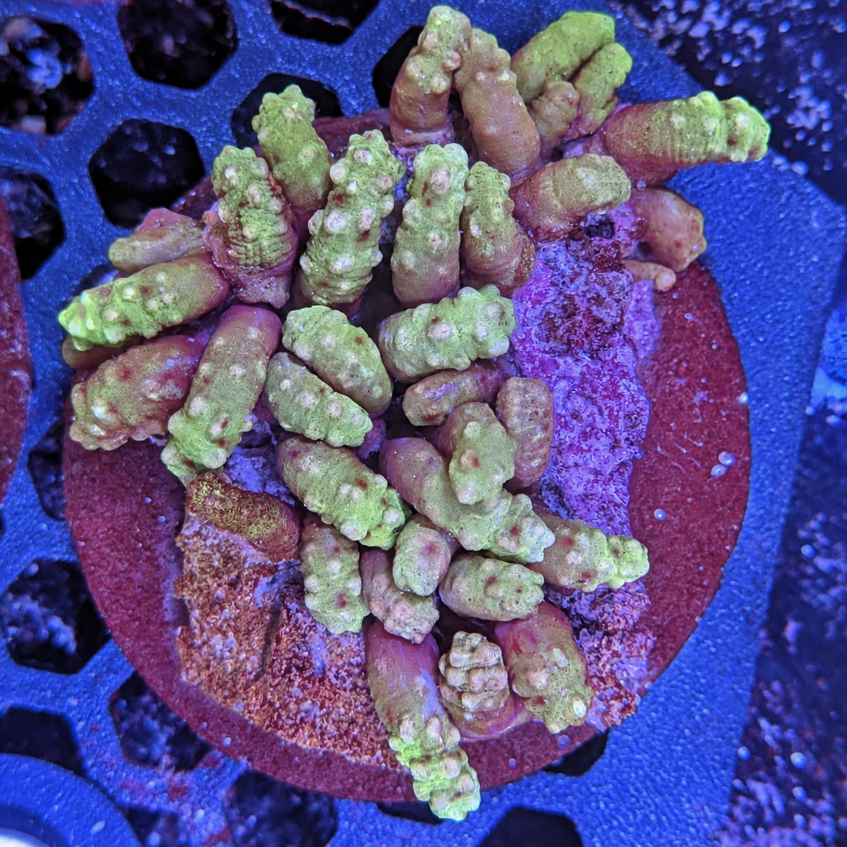 Green Snake Polyp Colony