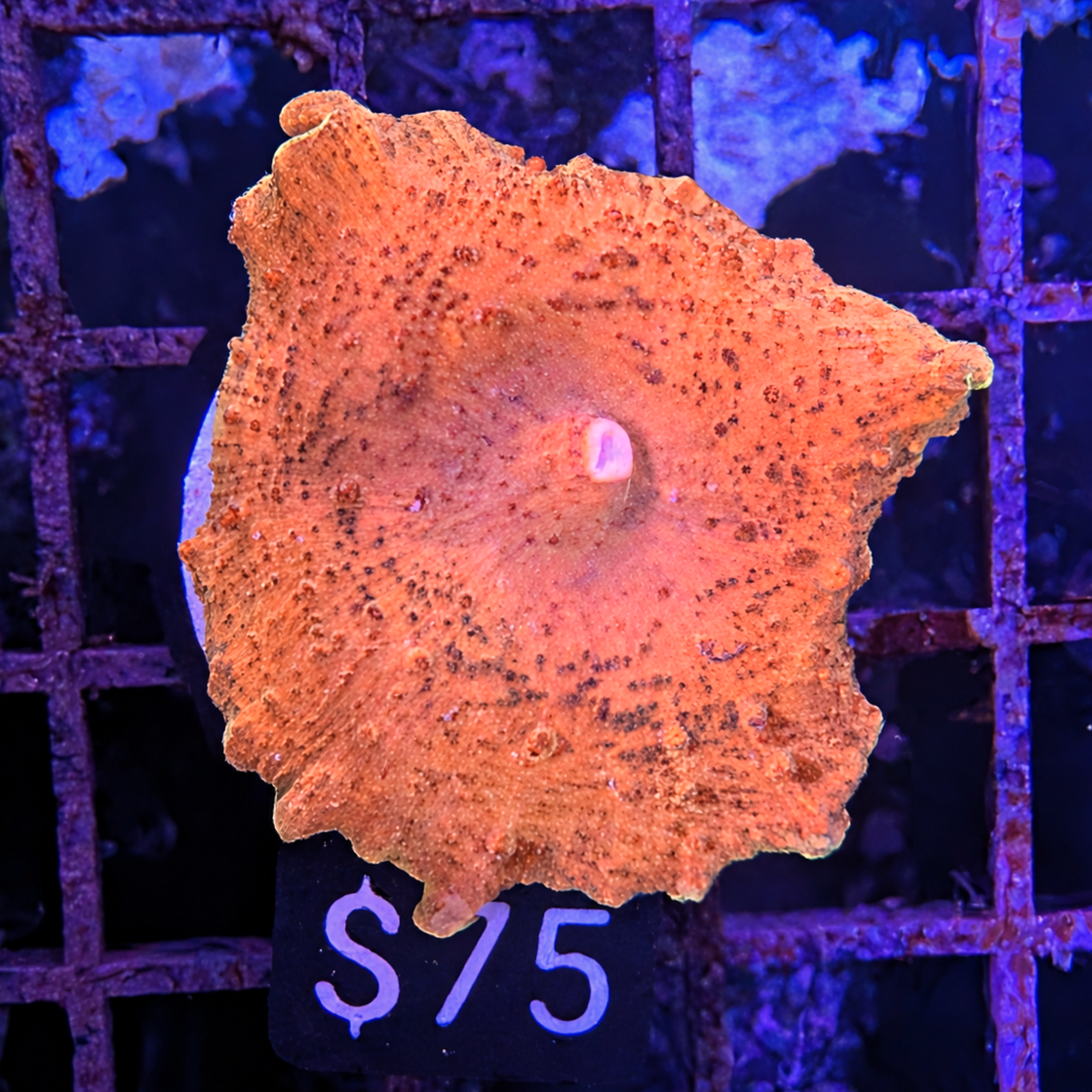 Metallic Orange Neglecta Mushroom