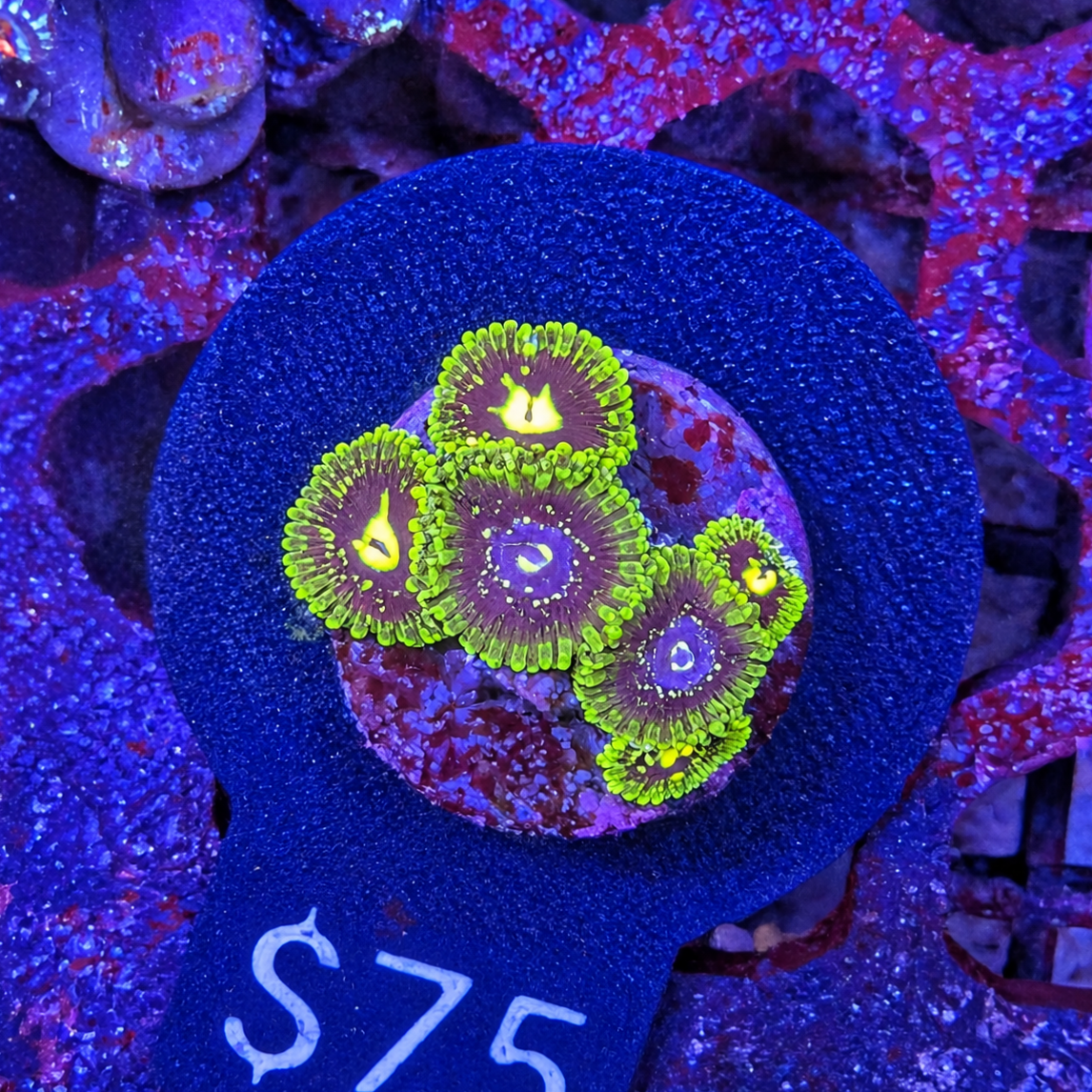 Exosphere Zoa Frag