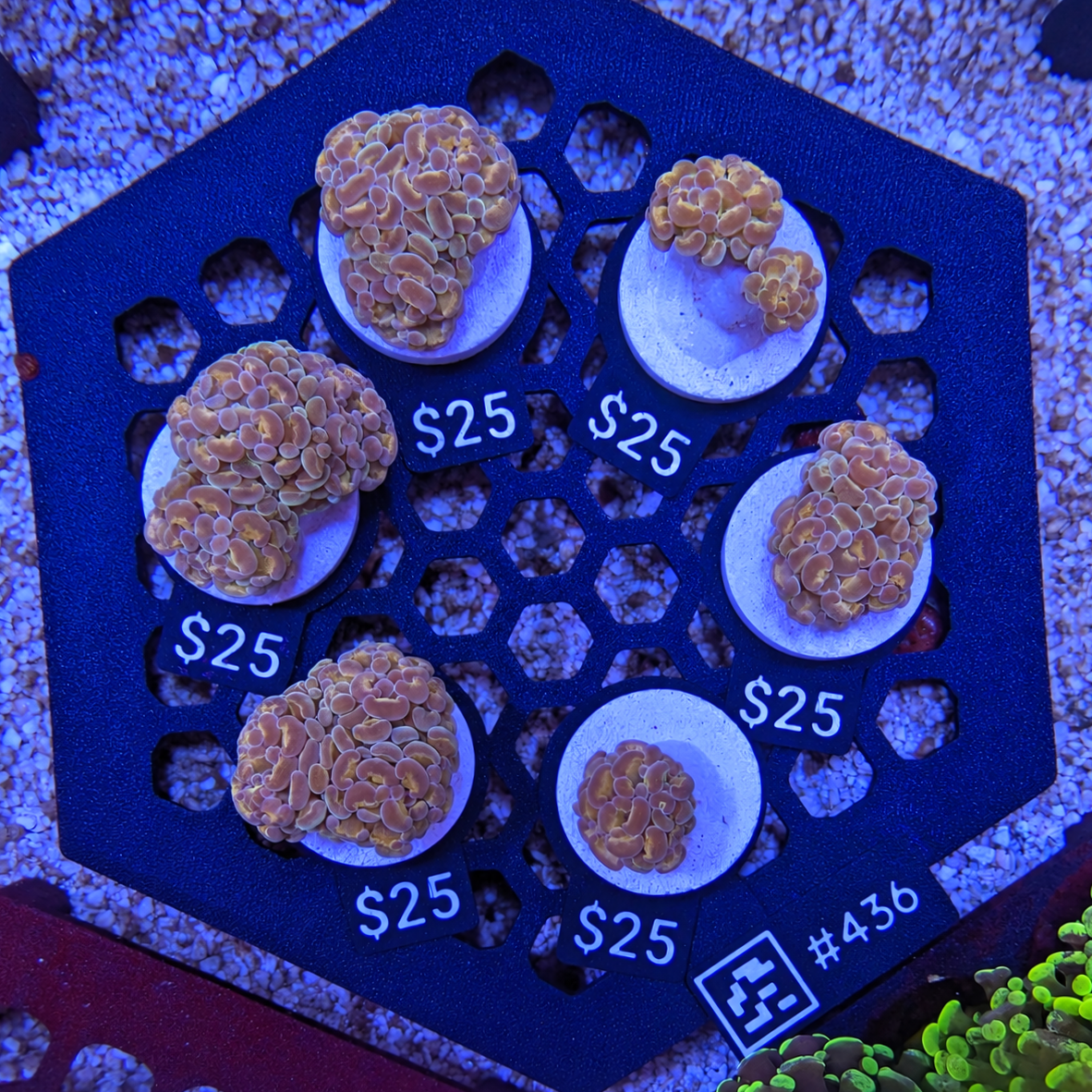 Plum Hammer Frag 436