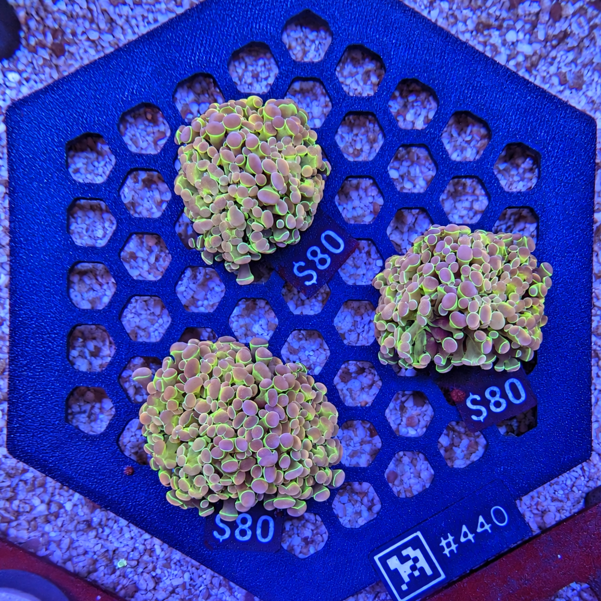 Holo Hammer Ultra Frag 440