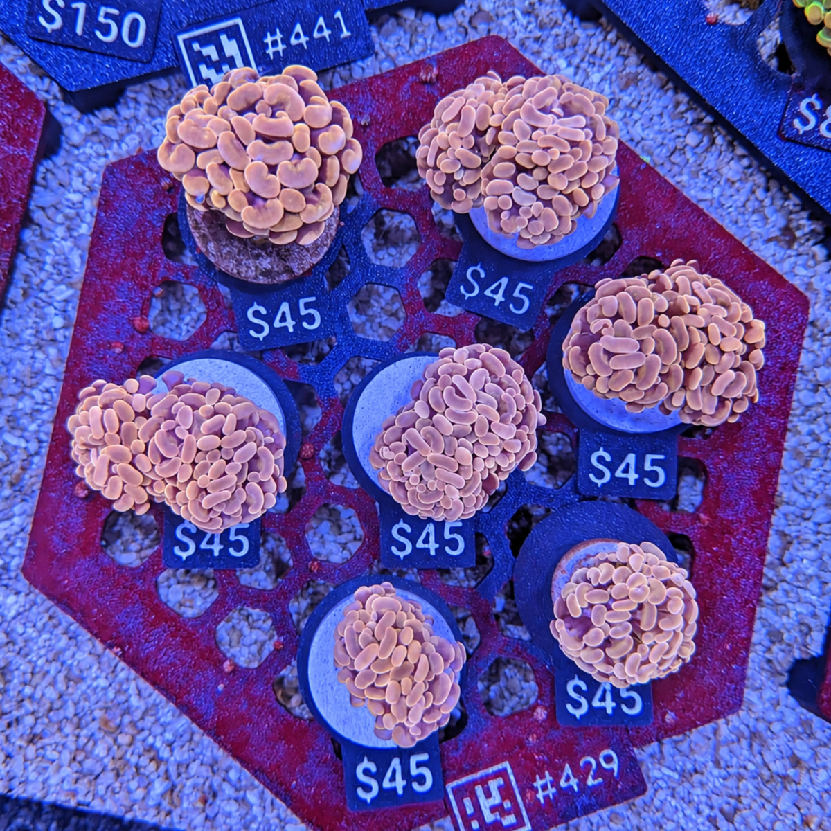 Pink Hammer Frag 429