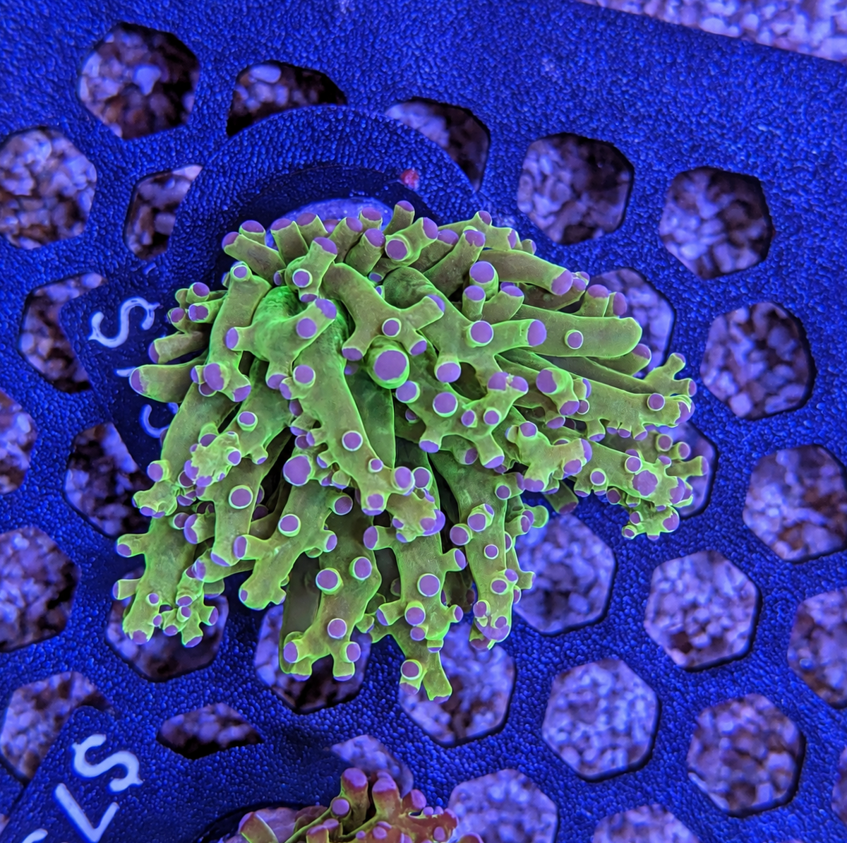 Green Frogspawn Frag