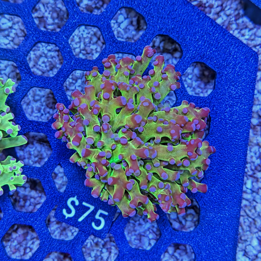 Green and Purple Frogspawn Frag