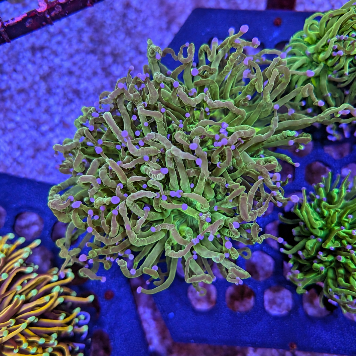 Green Torch 438