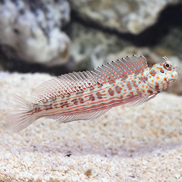Orange Spot Blenny
