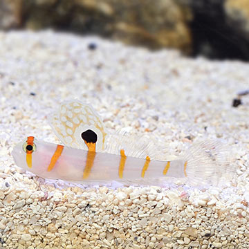 Randall's Goby