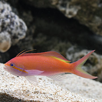 Threadfin Anthias