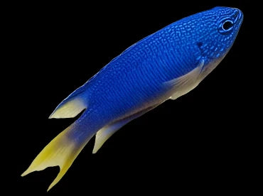 Pavo Damselfish - Captive Bred