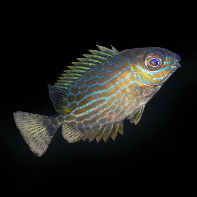 Gold Lined Rabbitfish
