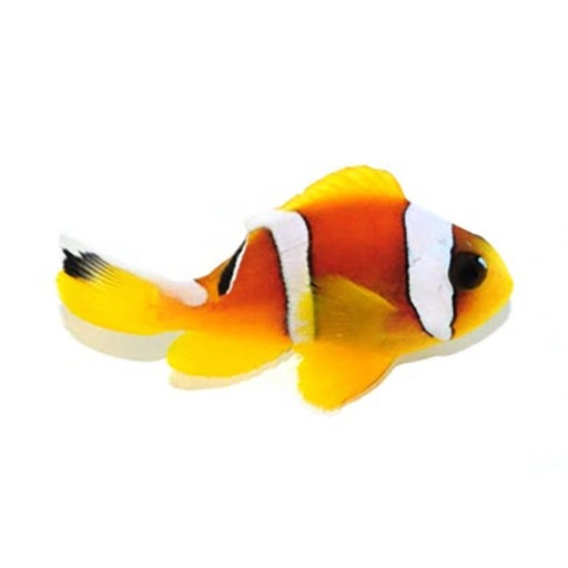 Red Sea Clownfish