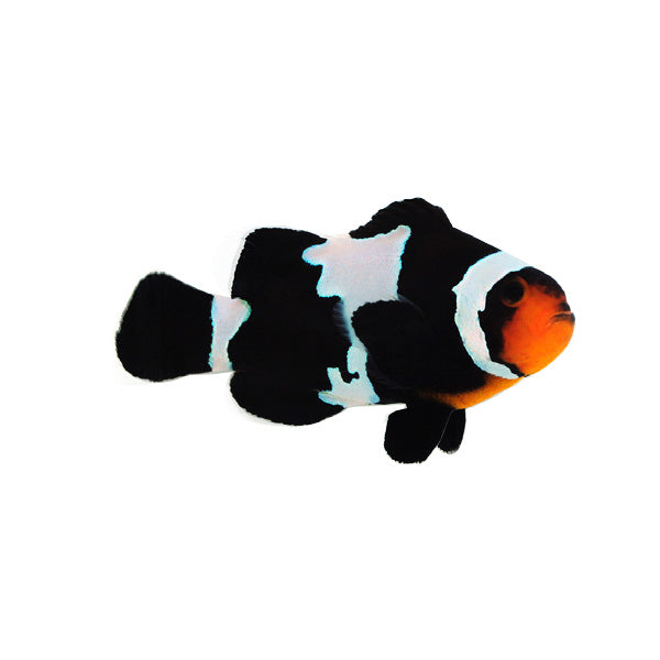 Black Ice Clownfish