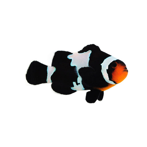 Black Ice Clownfish