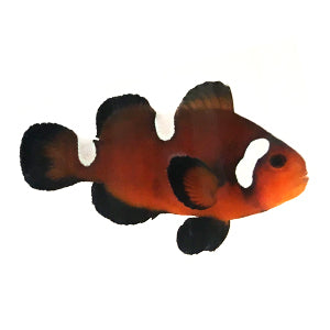 Nearly-Naked Chocolate Clownfish