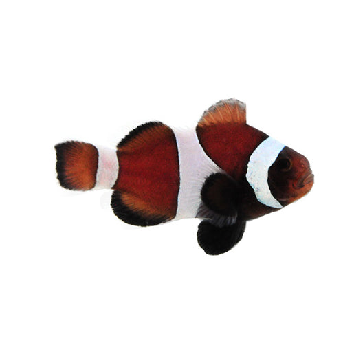 Chocolate Clownfish