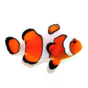 Gladiator Clownfish