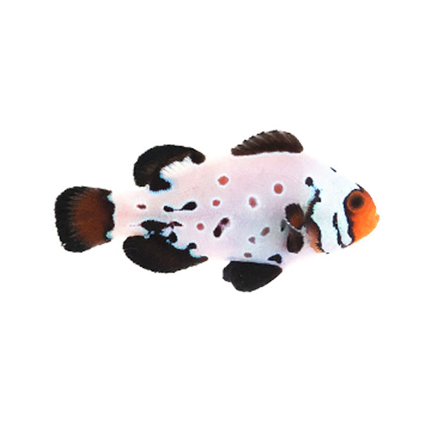 Frostbite Clownfish