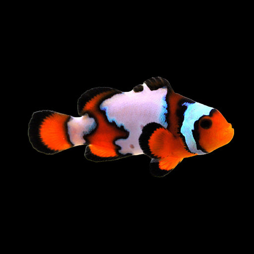 Ice Mocha Clownfish
