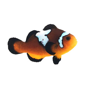 Mocha Lightning Clownfish
