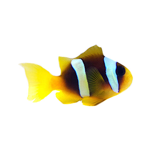 Madagascar Clownfish