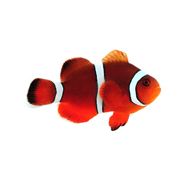Mai Tai Clownfish