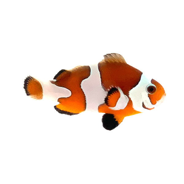 Orange Storm Clownfish