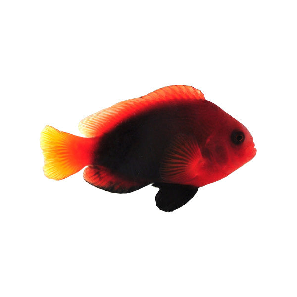 Stripeless Cinnamon Clownfish