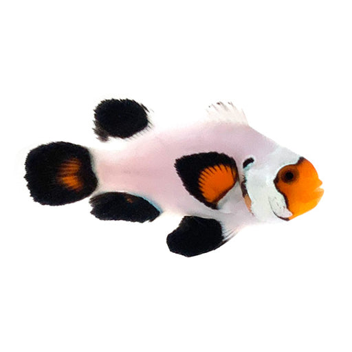 Longfin Wyoming White Clownfish