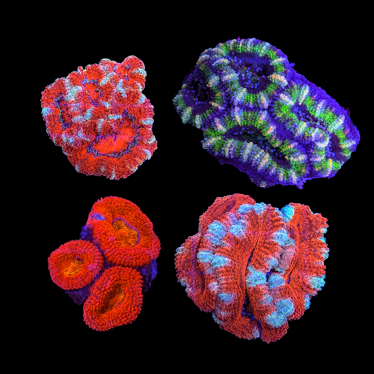 Assorted Red or Green Acan Lord Frag