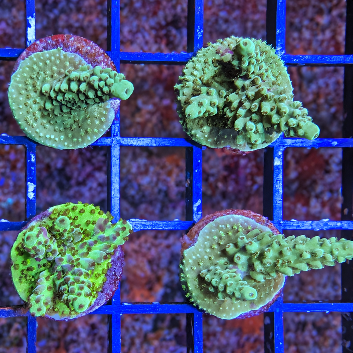 Assorted Green Acropora Frag