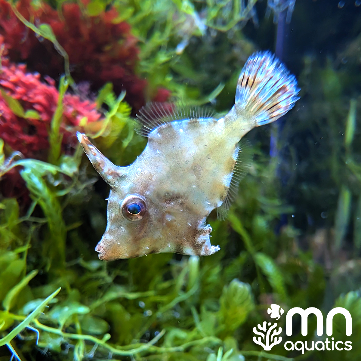 Aiptasia Filefish