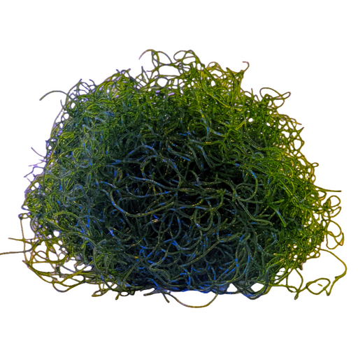 Chaeto