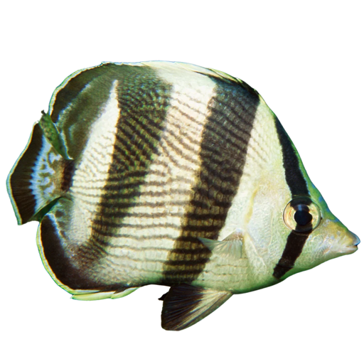 Banded Butterflyfish