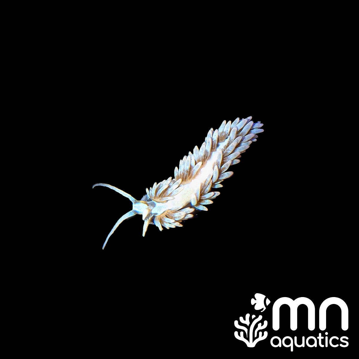 Berghia "Aiptasia Eating" Nudibranch