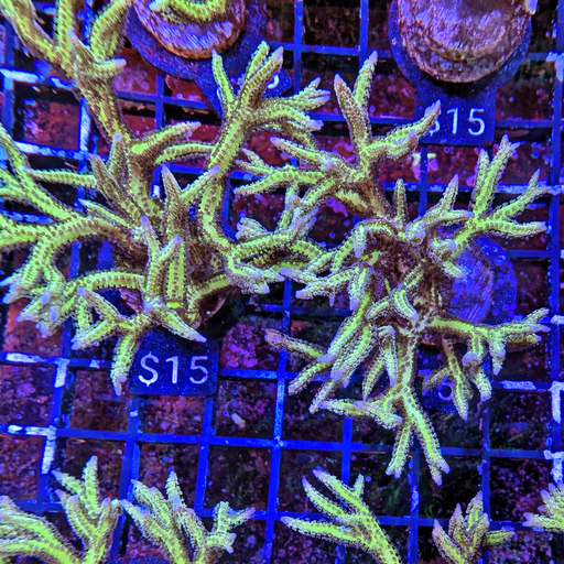 Green Birdsnest Coral Big Frag