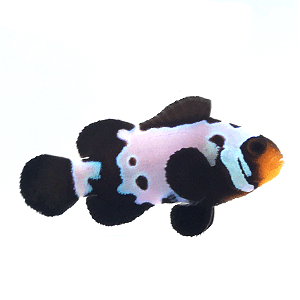 Phantom Clownfish