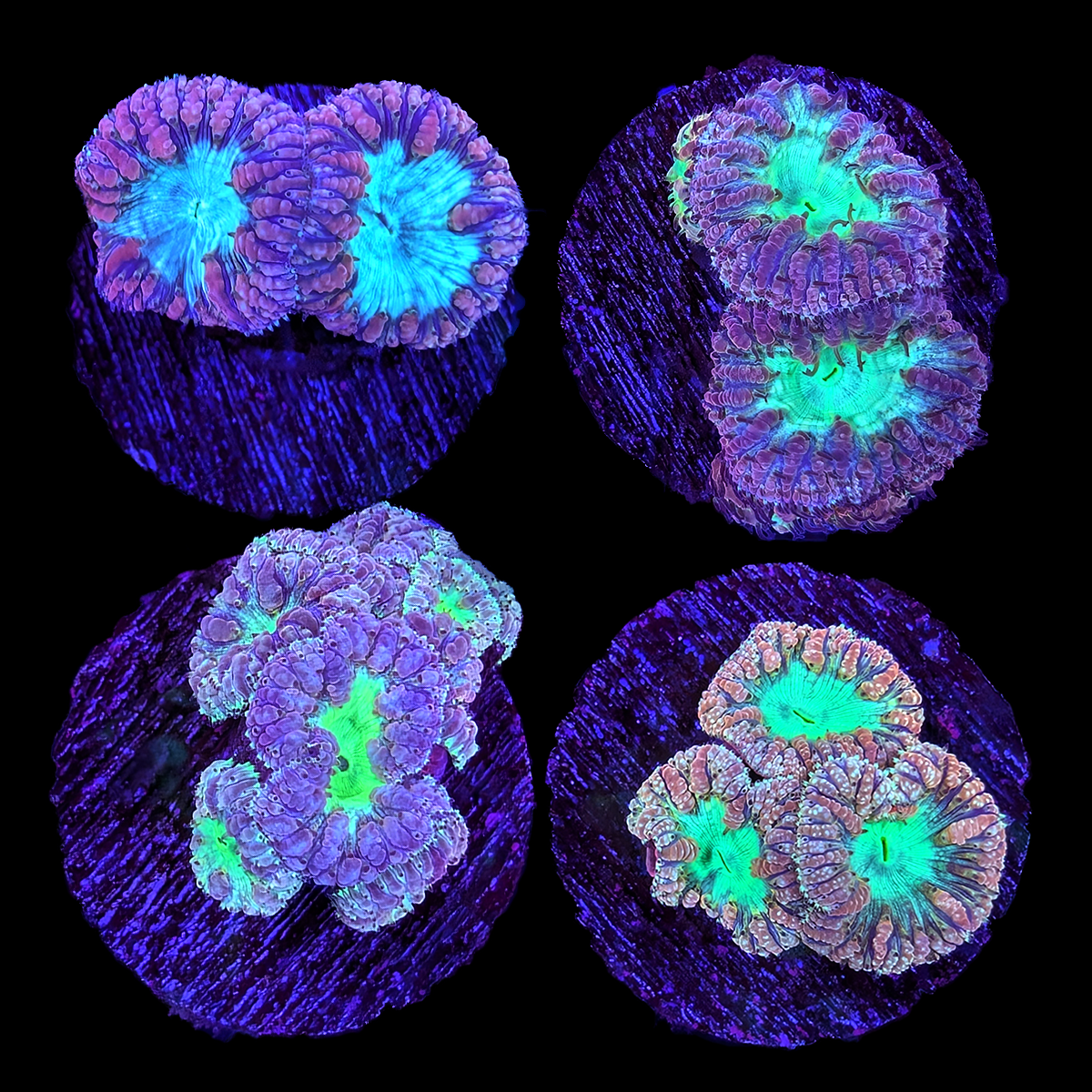 Assorted Purple Blastomussa Wellsi