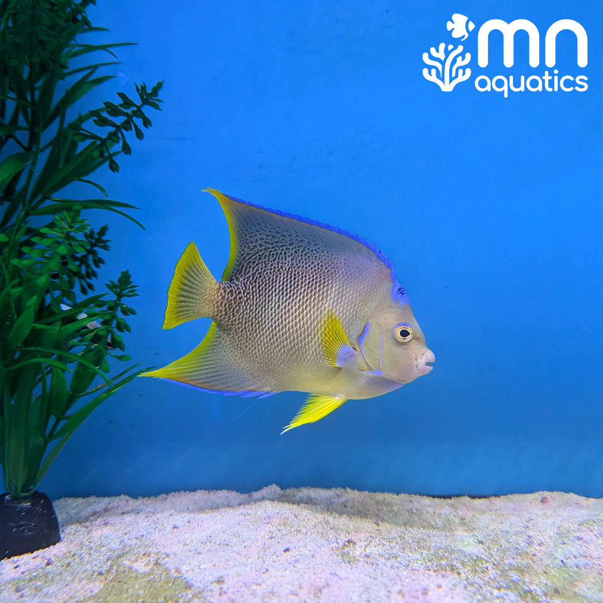 Blue Angelfish