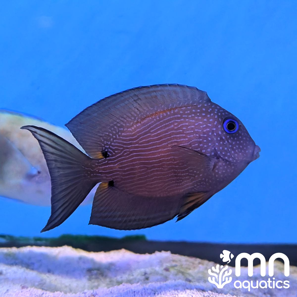 Blue Eye Bristletooth Tang