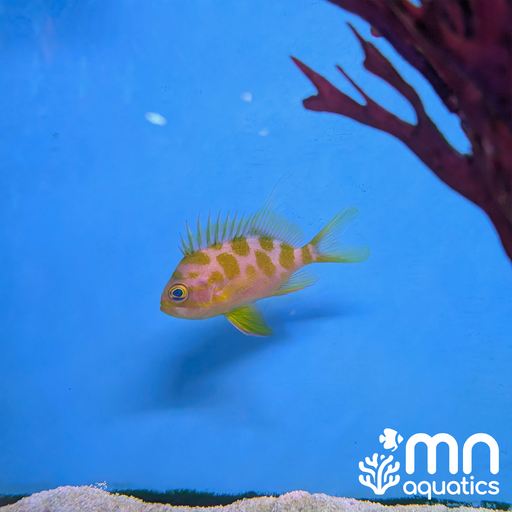 Borbonius Anthias